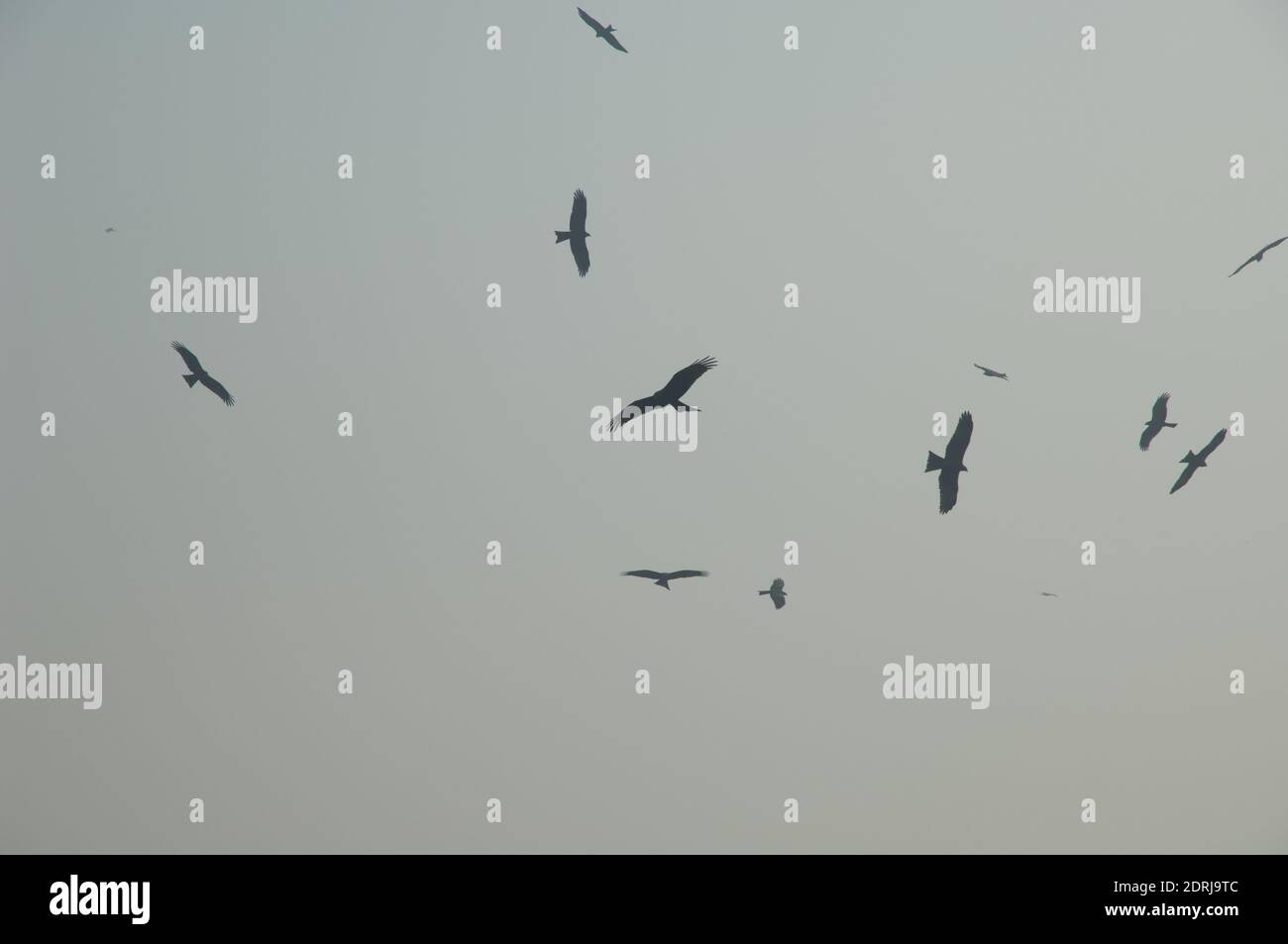 Black kites Milvus migrans soaring. Old Delhi. Delhi. India Stock Photo