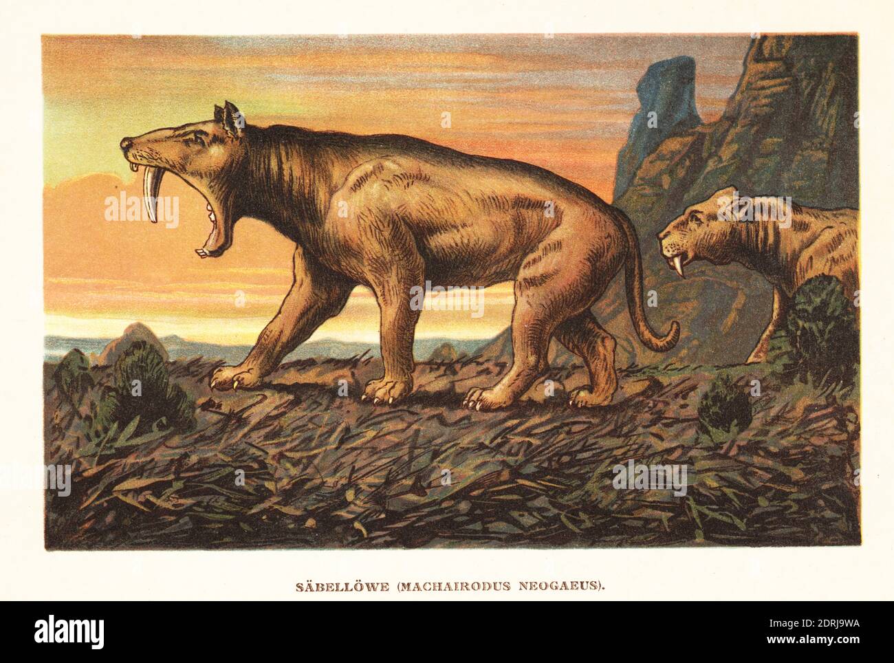 A carnivorous Sabre-Tooth Tiger attacking a young Deinotherium