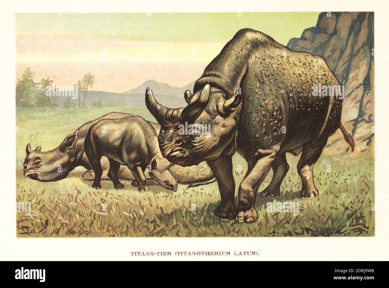 Megacerops, extinct genus of odd-toed ungulates, rhinoceros-like browsers, endemic to North America during the Late Eocene. After a reconstruction by Professor Henry Fairfield Osborn of New York. Titanotherium elatum. Titans-tier, Titanotherium latum. Colour printed illustration by F. John from Wilhelm Bolsche’s Tiere der Urwelt (Animals of the Prehistoric World), Reichardt Cocoa company, Hamburg, 1908. Stock Photo