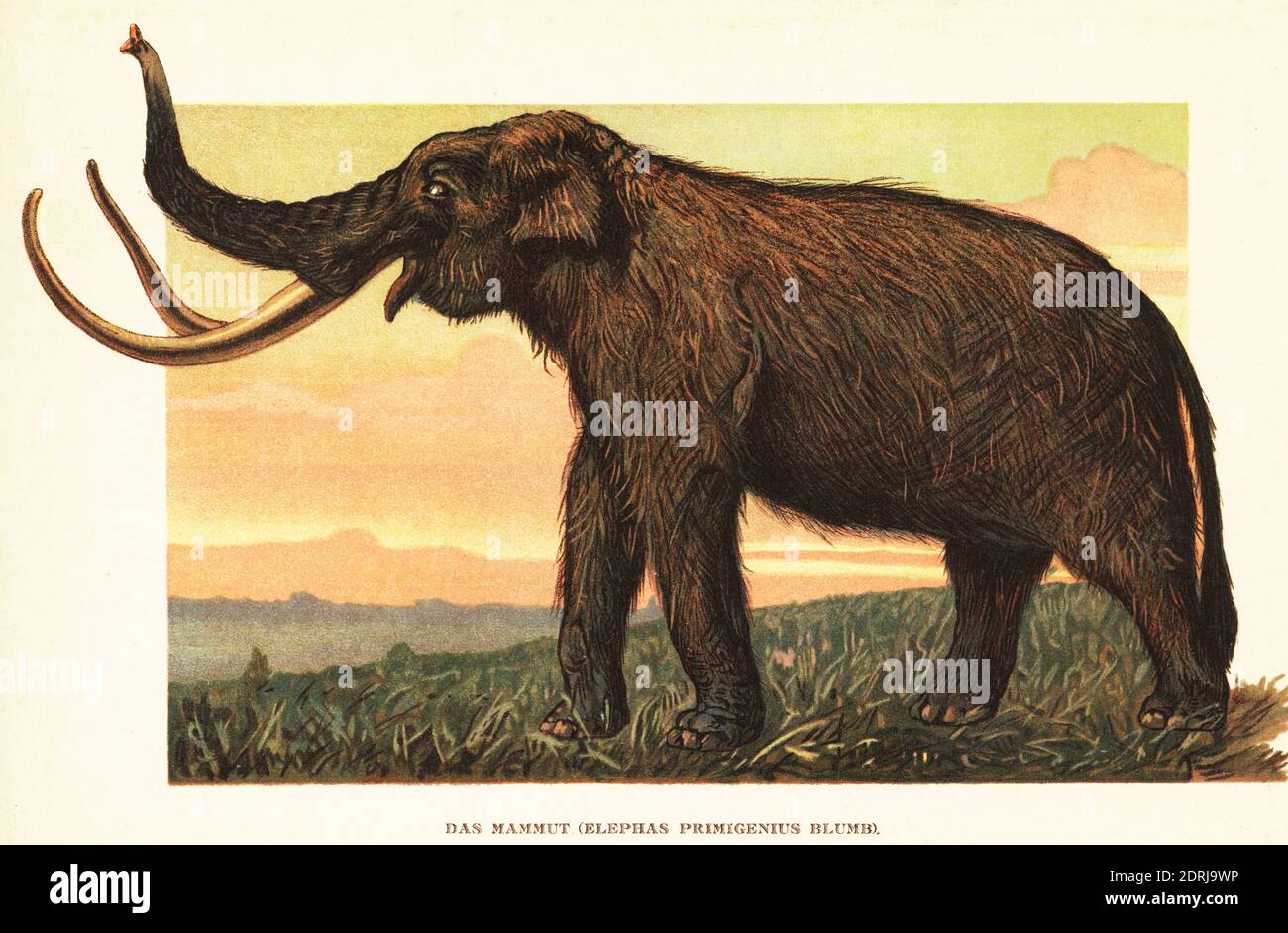 Mammut High Resolution Stock Photography and Images - Alamy