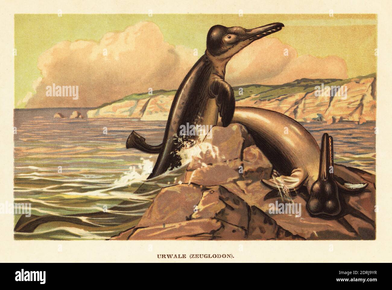 Basilosaurus Size Comparison