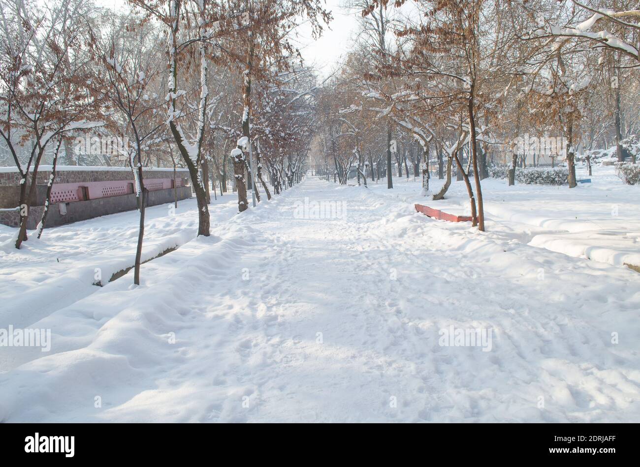 Winter landscape, alley and trees in the city park are covered with snow in the morning Stock Photo