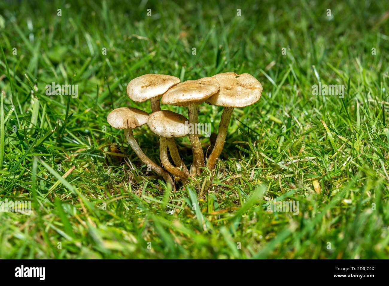 Wild Mushrooms growing on an english lawn in autumn Stock Photo Alamy