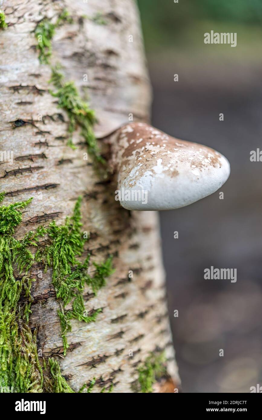 Birch Polypore (Piptoporus betulinus) fungi growing on a silver Birch