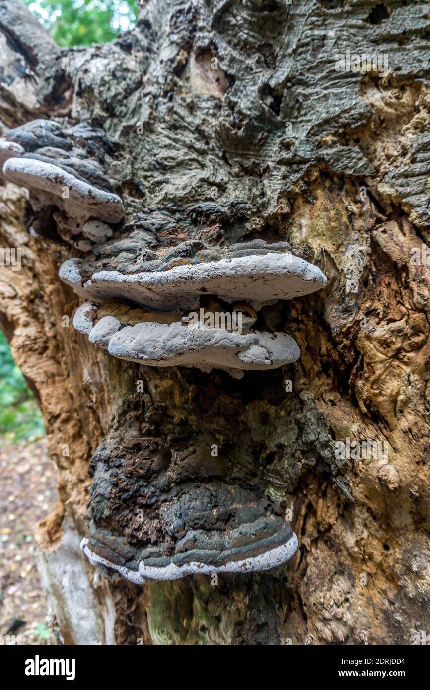 Birch Polypore (Piptoporus betulinus) fungi growing on a silver Birch