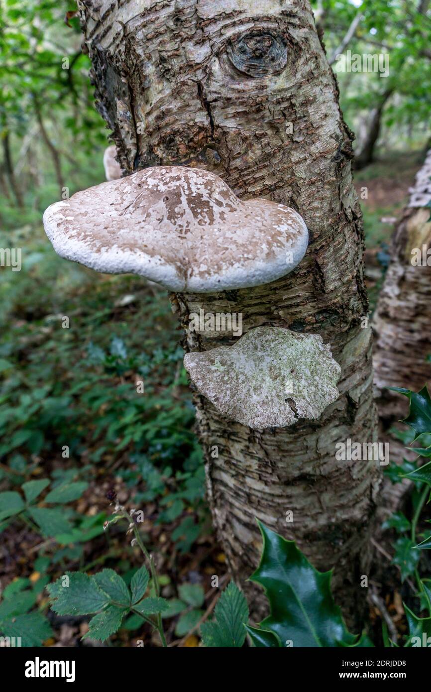 Birch Polypore (Piptoporus betulinus) fungi growing on a silver Birch