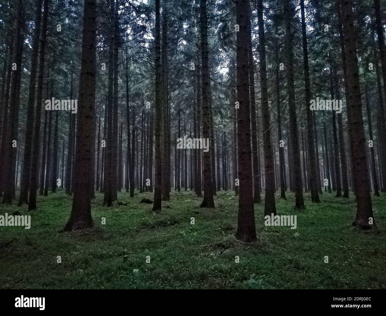 Alone in dark forest hi-res stock photography and images - Alamy