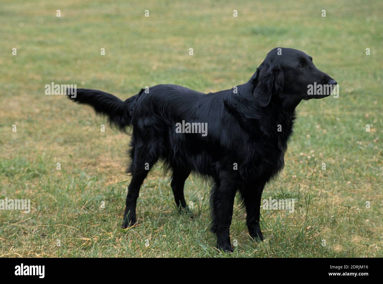 Flat Coated Retriever, Dog standing on Grass Stock Photo