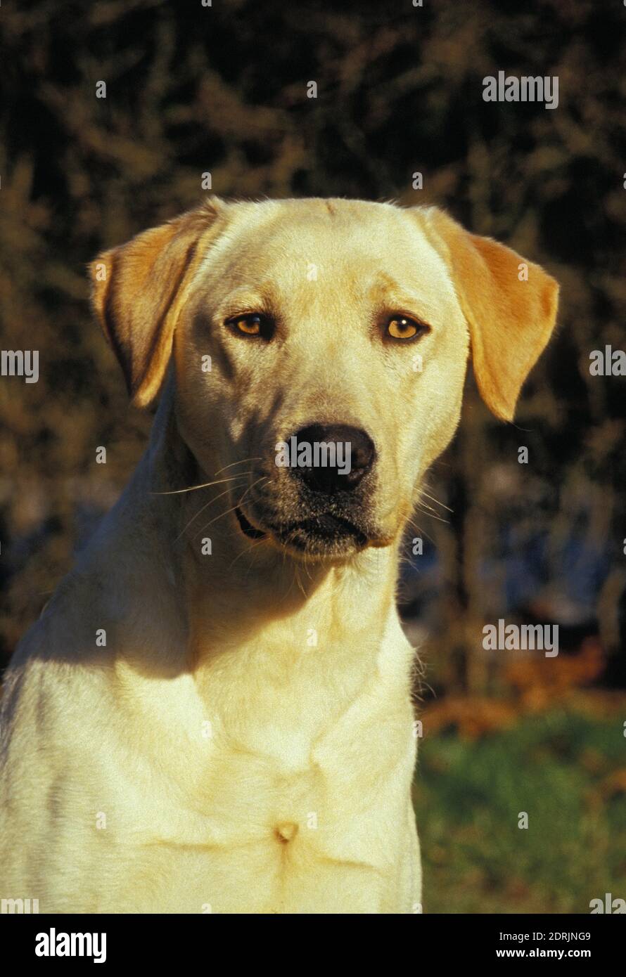 Labrador dog yellow head hi-res stock photography and images - Alamy