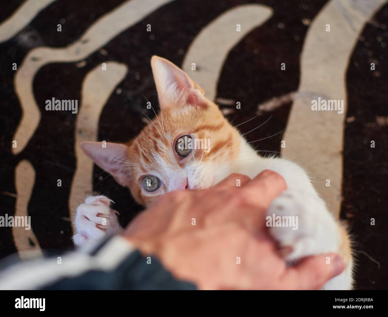 A cat playing with human hand while lying on bed Stock Photo