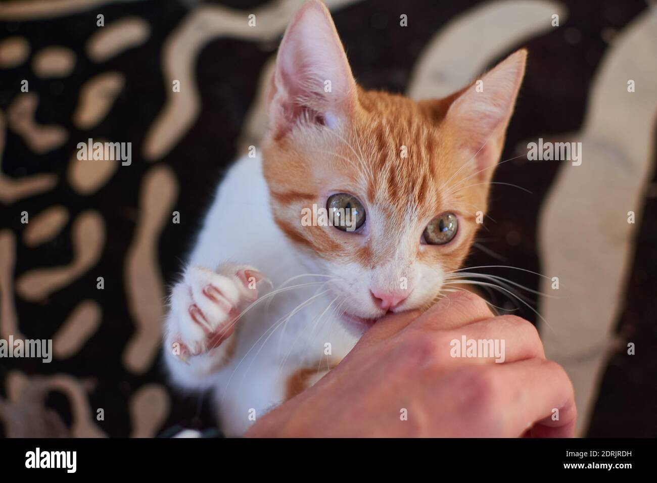 A cat playing with human hand while lying on bed Stock Photo