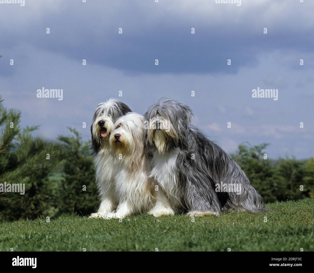 Bearded sheepdog hi-res stock photography and images - Alamy