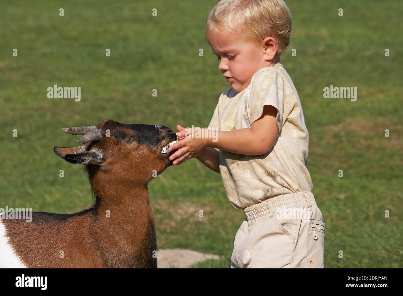 Boy Feeding Pygmy Goat Stock Photo Alamy