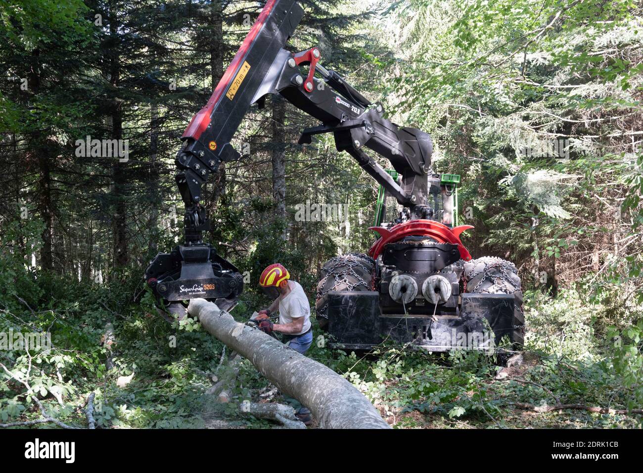 Company Barraquand in Saint-Jean-en-Royans, specialized in logging, trade of all types of wood and firewood. Lumberjack cutting a tree with a chainsaw Stock Photo