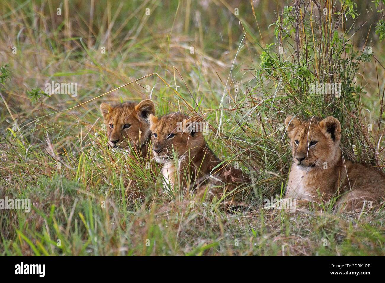 African Lion, panthera leo, Cub, Masai Mara Park in Kenya Stock Photo ...