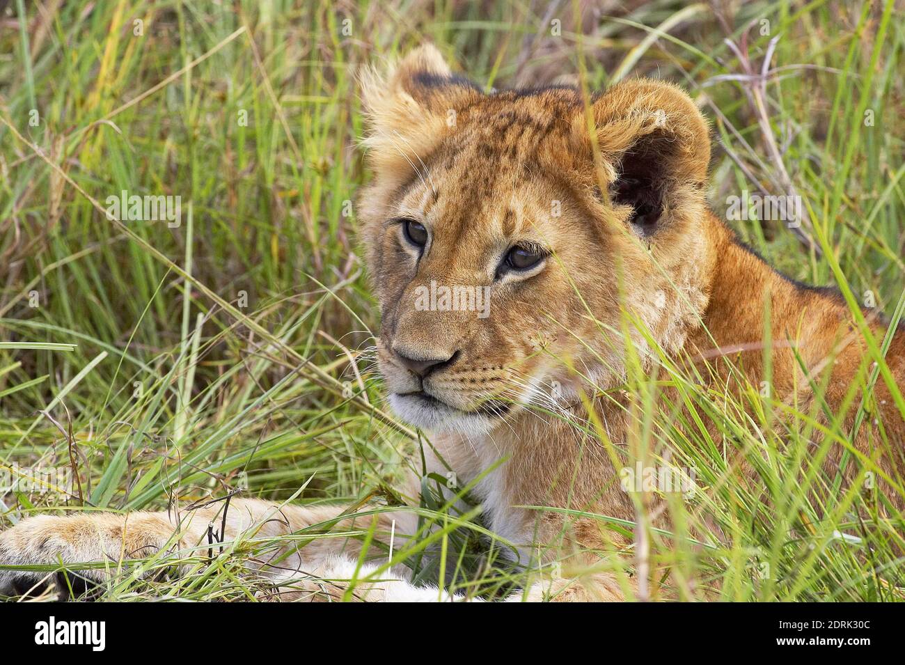 African Lion, panthera leo, Cub, Masai Mara Park in Kenya Stock Photo ...