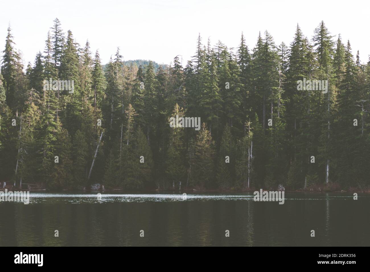 Thick pine forest hi-res stock photography and images - Alamy