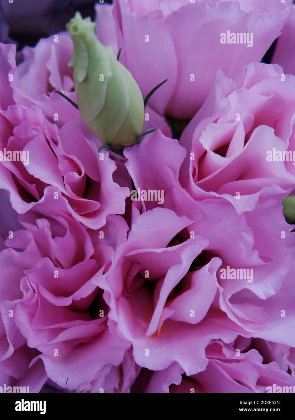 Pink Eustoma Ruffle A vertical shot of the pink Eustoma flowers Stock Photo - Alamy