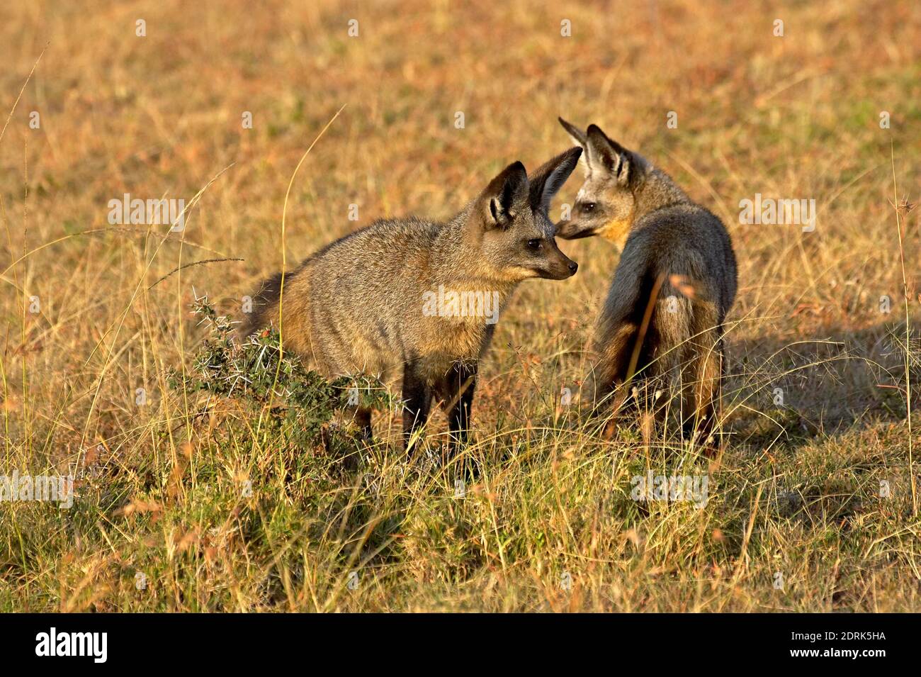 Bat Eared Fox, otocyon megalotis, Masai Mara Park in Kenya Stock Photo ...