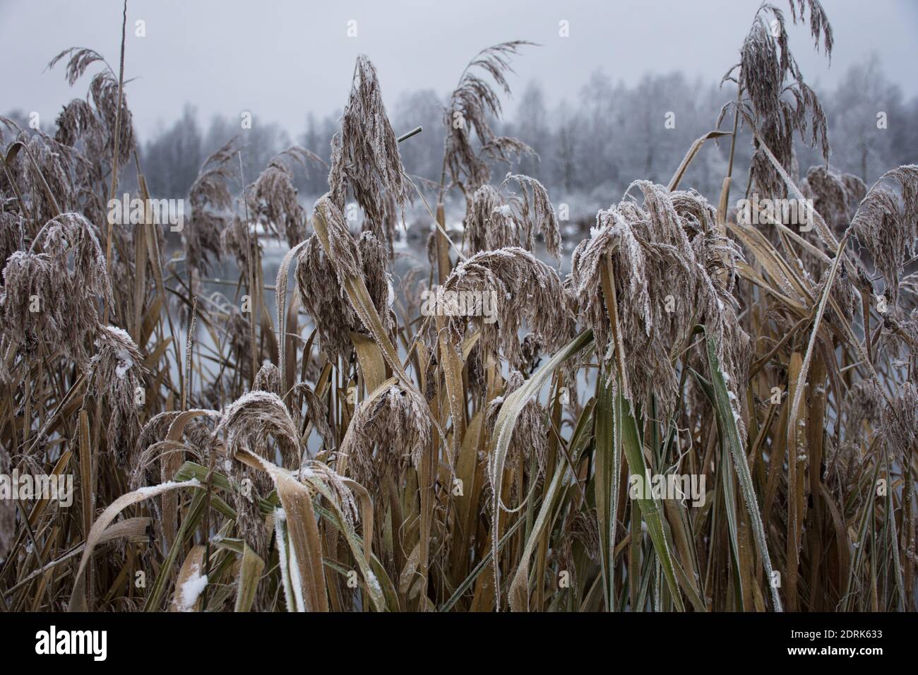 dry reeds on the lake in winter forest as background Stock Photo