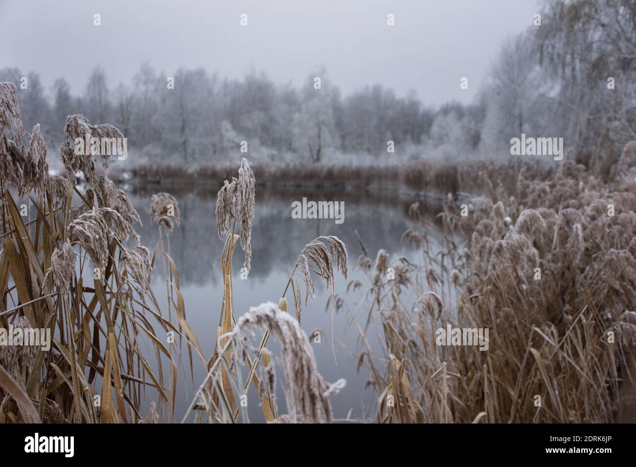 Winter frosty landscape: the shore of the lake and dry reeds and the forest in the distance in the snow. Stock Photo