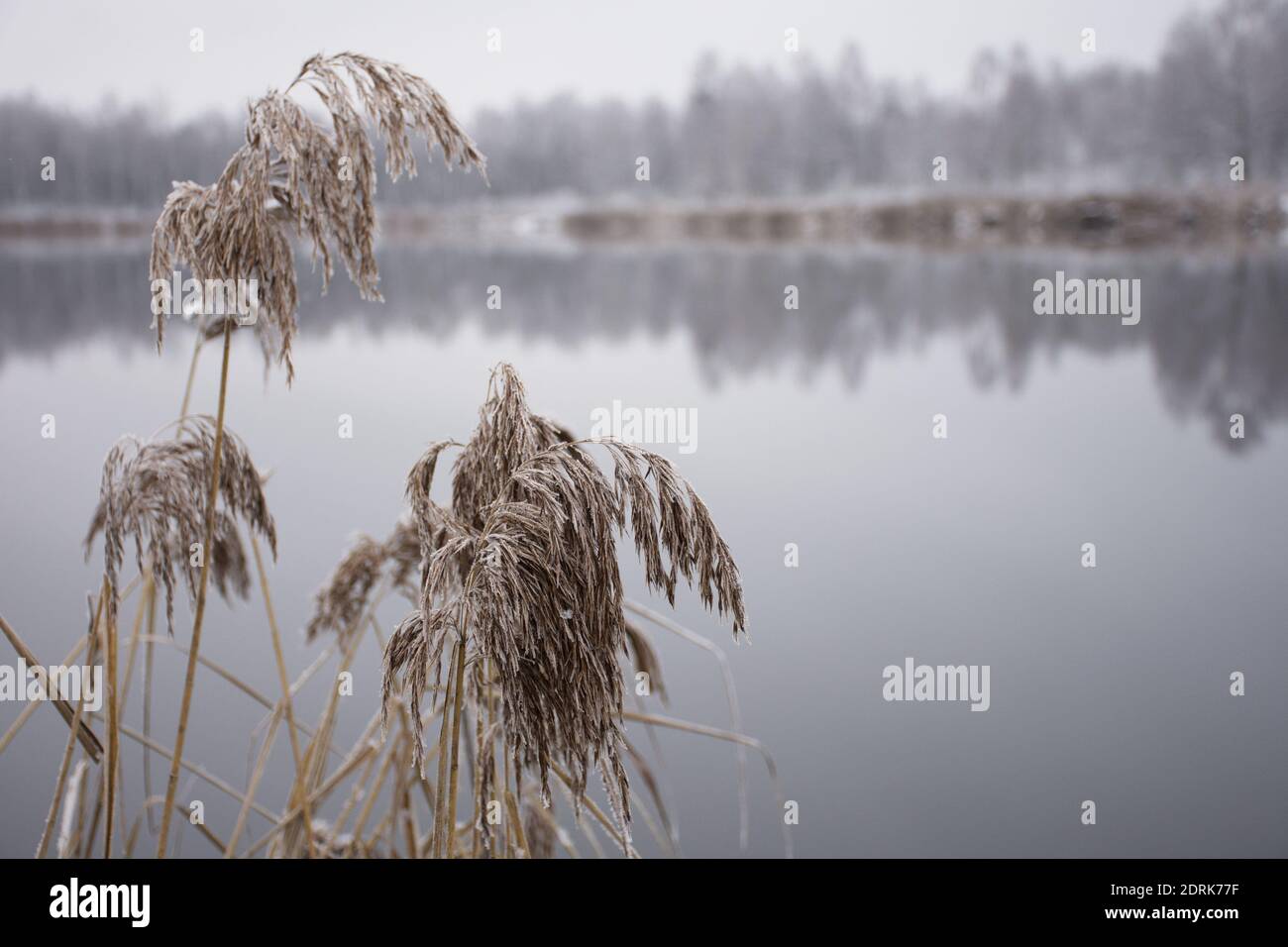 dry grass reeds in the snow as a natural background Stock Photo