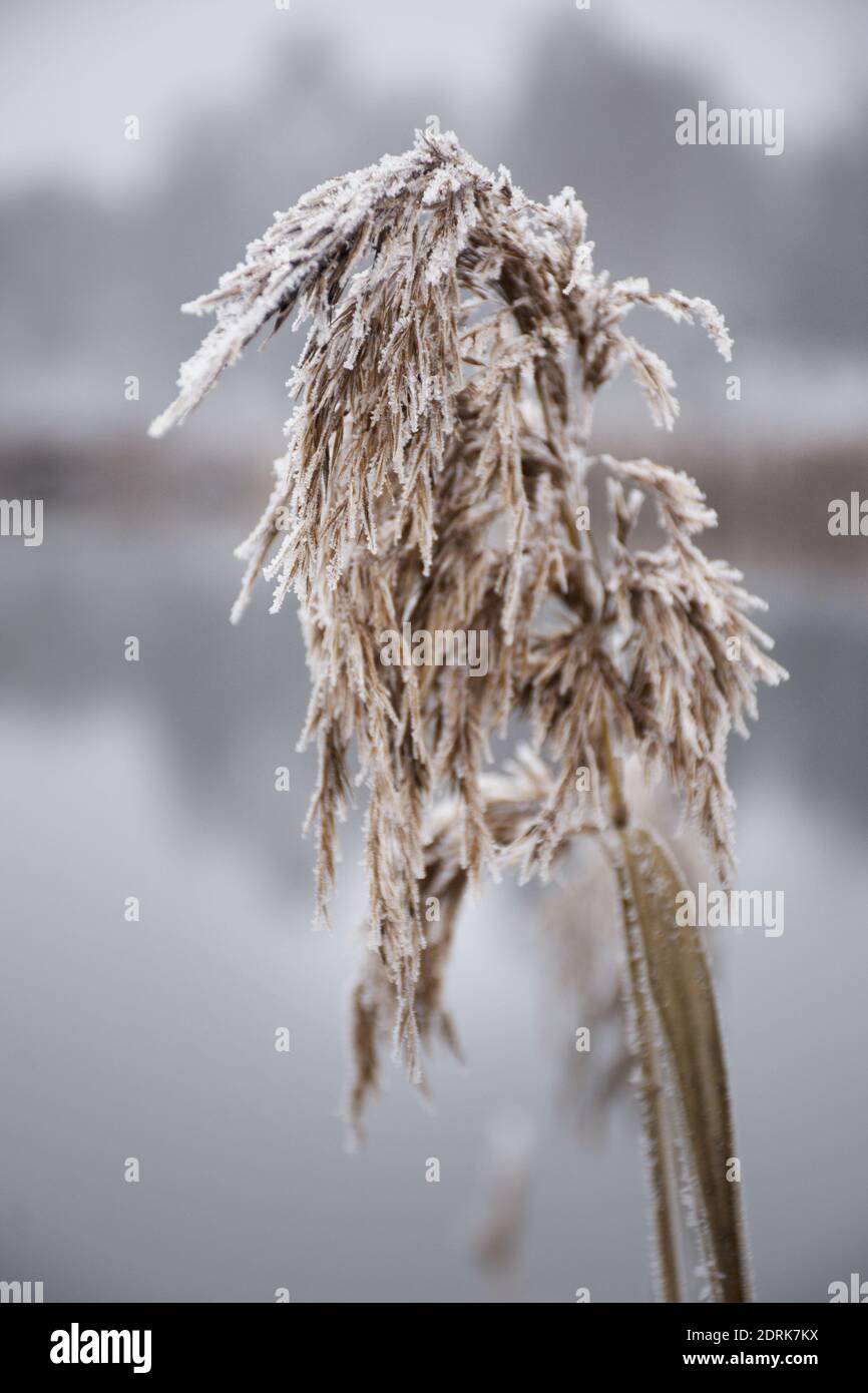 closeup of dry grass reeds in the snow as natural background Stock Photo