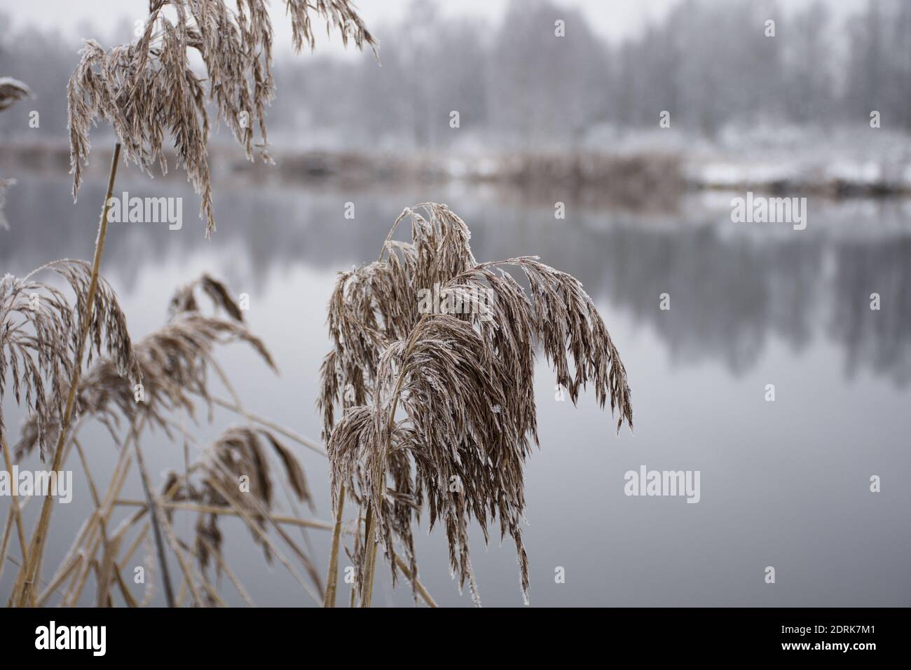 dry grass reeds in the snow as a natural background Stock Photo