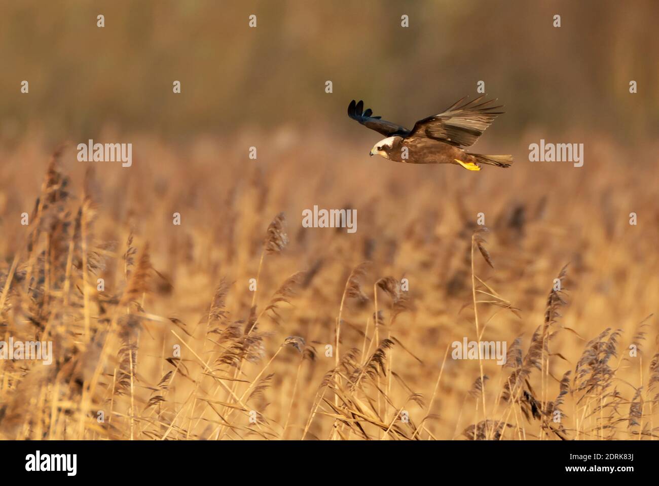 Juvenile Marsh Harrier (Circus aeruginosus), hunts low over reedbed in Oxfordshire Stock Photo