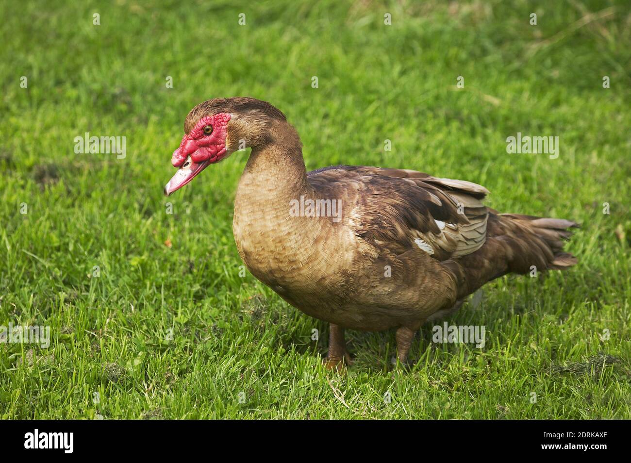 Muskovy Duck, cairina moschata Stock Photo