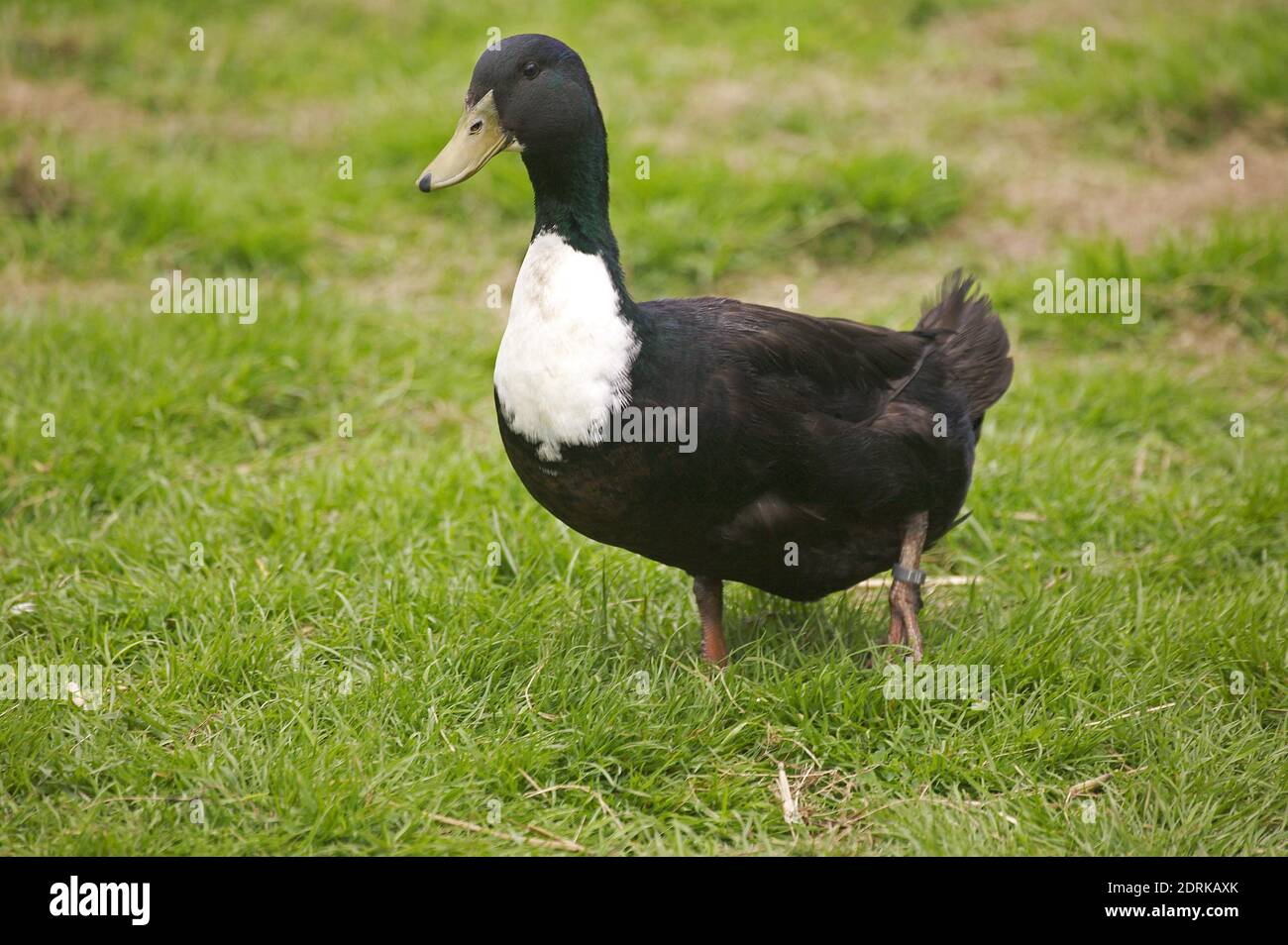 Duclair Domestic Duck, a French Breed from Normandy Stock Photo