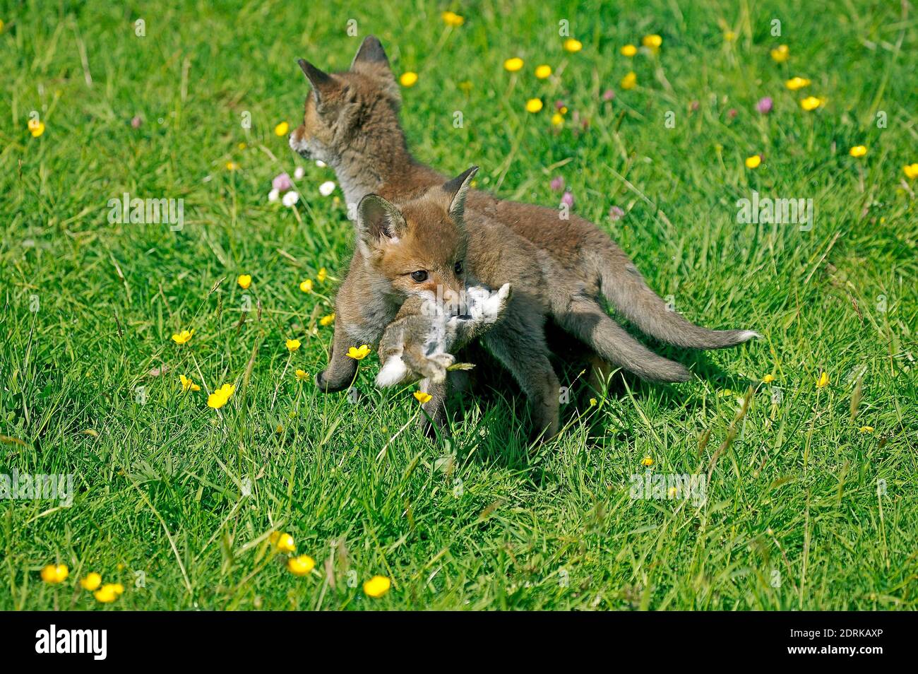 Red Fox, vulpes vulpes, Cub killing a Young Rabbit, Normandy Stock