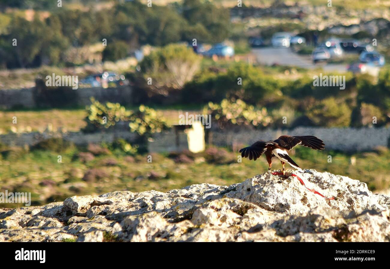 A captive harris hawk, used in falconry, taken out by his falconer for a training flight. Its wings spread, it is flying over the Maltese coastline Stock Photo