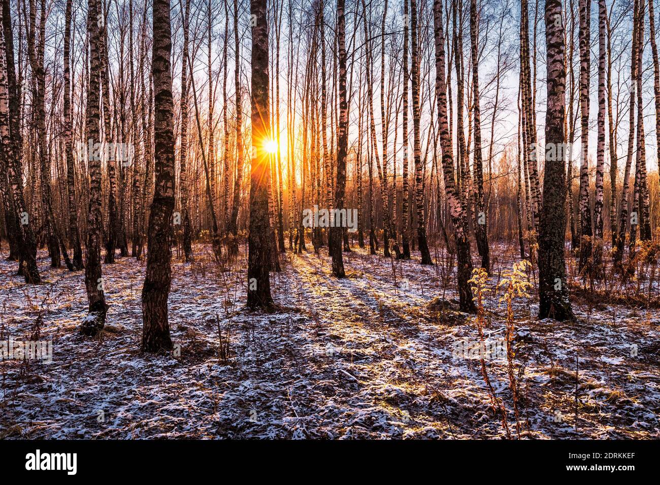 Sunset or sunrise in a birch grove with the first winter snow on earth ...