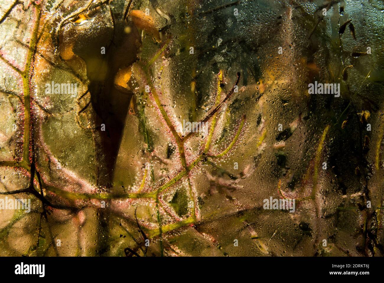 Sundew behind a window Stock Photo