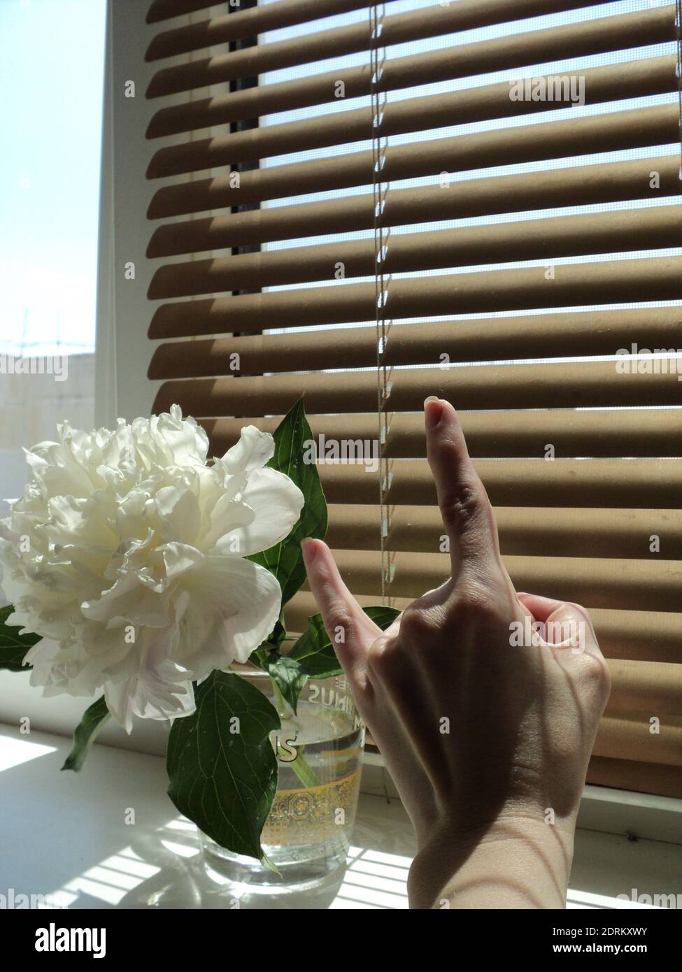 Horn plant hires stock photography and images Alamy