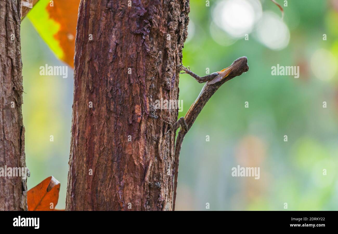 A Spotted Gliding Lizard at Koh Rong Island, Cambodia Stock Photo