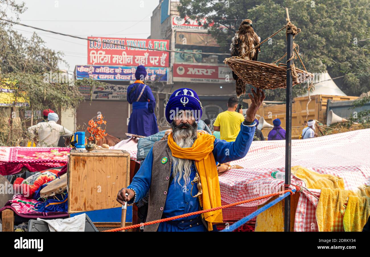 portrait of a nihang sikh man in blue dress with its eagle at delhi border. Stock Photo
