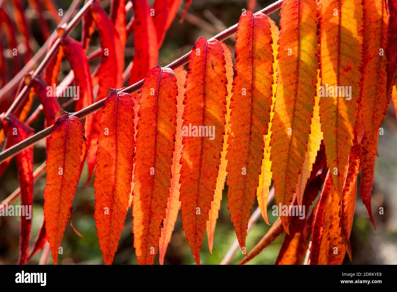 Autumn colors of Rhus typhina Stock Photo
