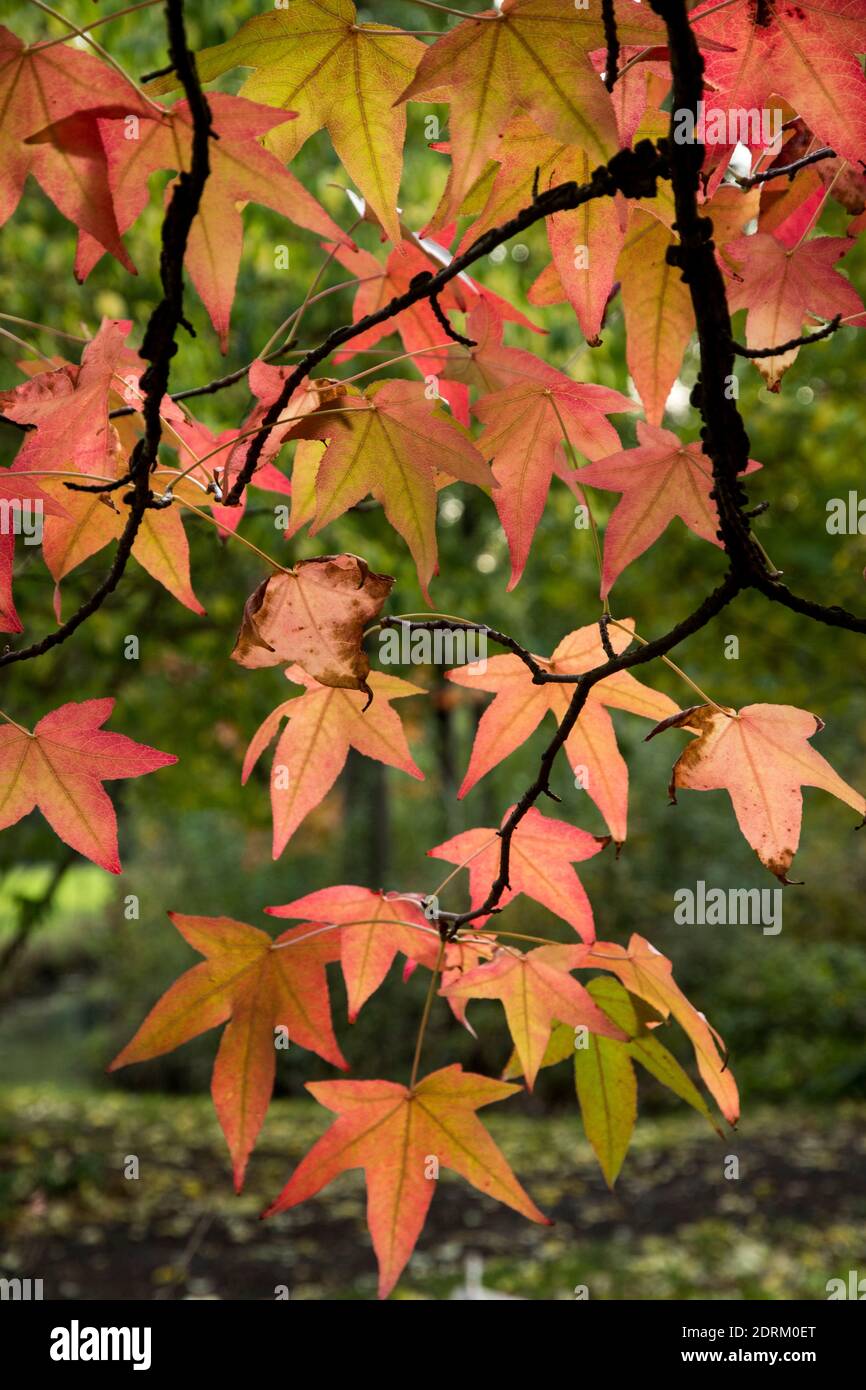 Liquidambar styraciflua Stock Photo