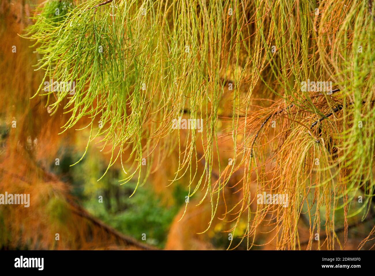 Taxodium distichum 'Nutans' Stock Photo