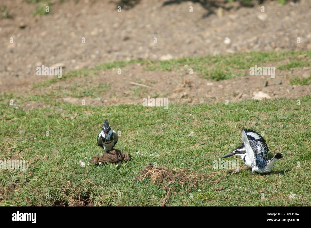 Pair Of Pied Kingfishers Ceryle Rudis. Male To The Left And Female To 