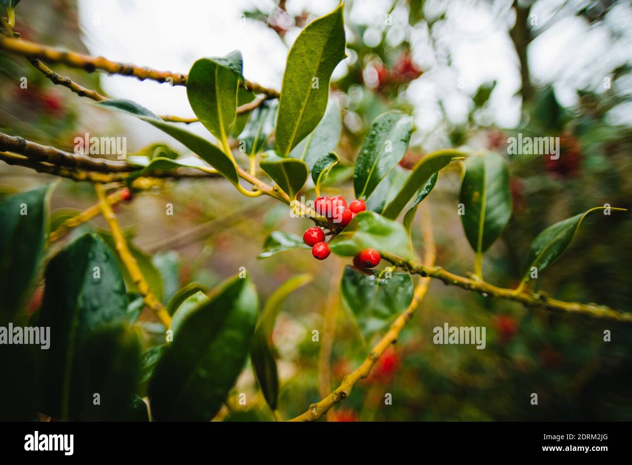 Alaska Red Berries High Resolution Stock Photography and Images - Alamy
