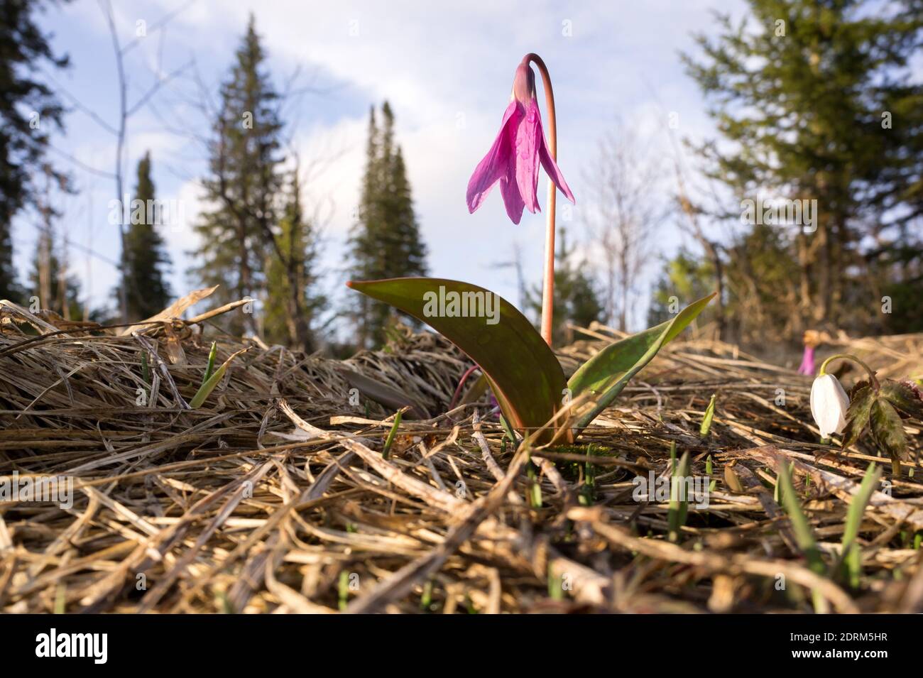Siberian Kandyk (lat.Erythronium sibiricum) is an early bulbous wild plant  grows among dry grass in a coniferous forest. Stock Photo