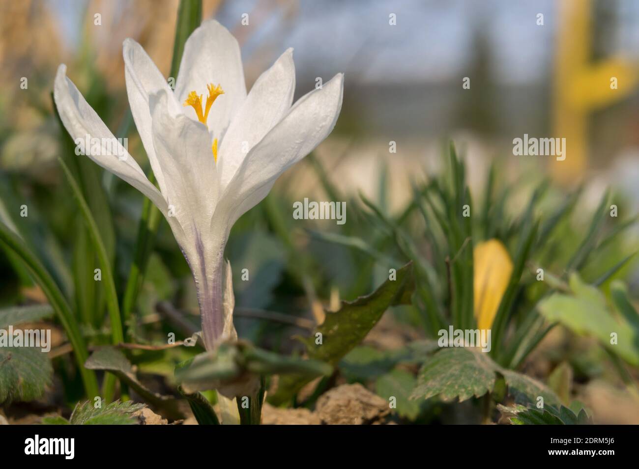 The white flower of Saffron (Latin Crocus) is a bulbous ornamental plant that grows among the grass in the garden. Stock Photo