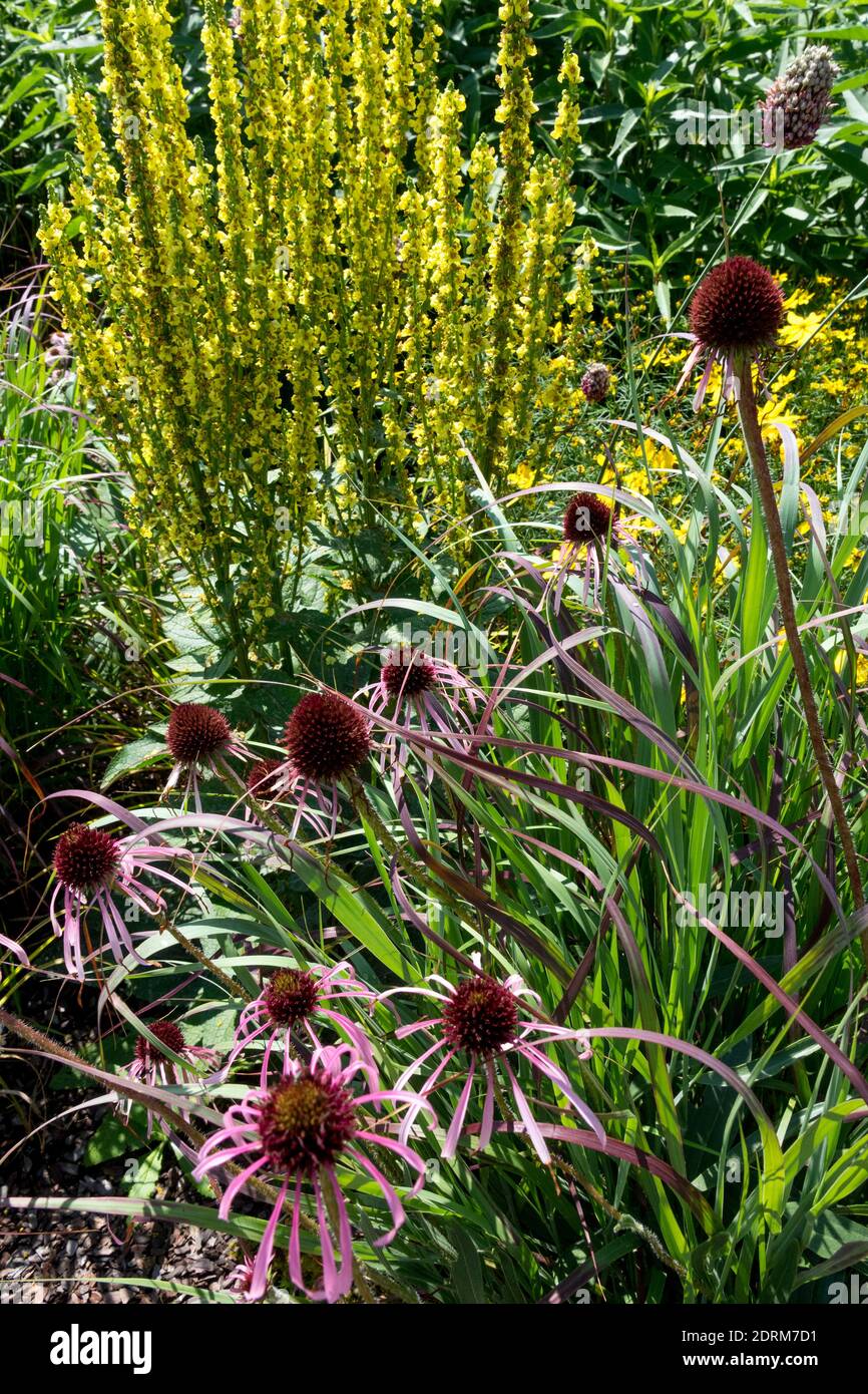 July garden bed Pale coneflower Echinacea pallida Mullein Verbascum flowers Stock Photo