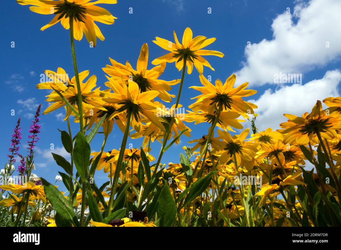 July flowers rudbeckias against blue sky summer garden Stock Photo