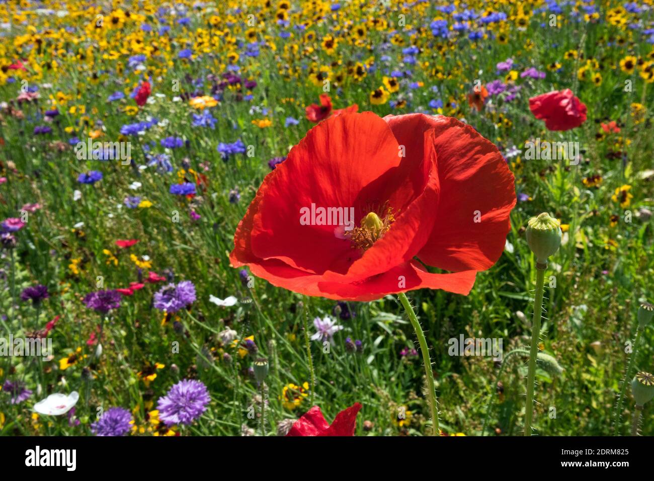 Red poppy Papaver rhoeas in july flower meadow, colorful flowers Stock Photo