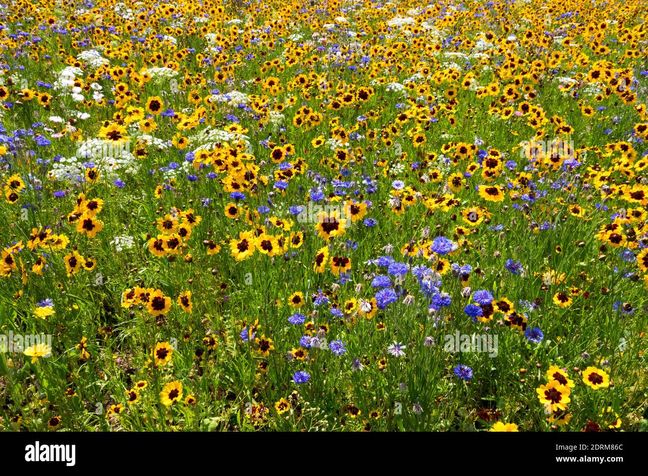 Yellow flowering coreopsis tinctoria hi-res stock photography and ...