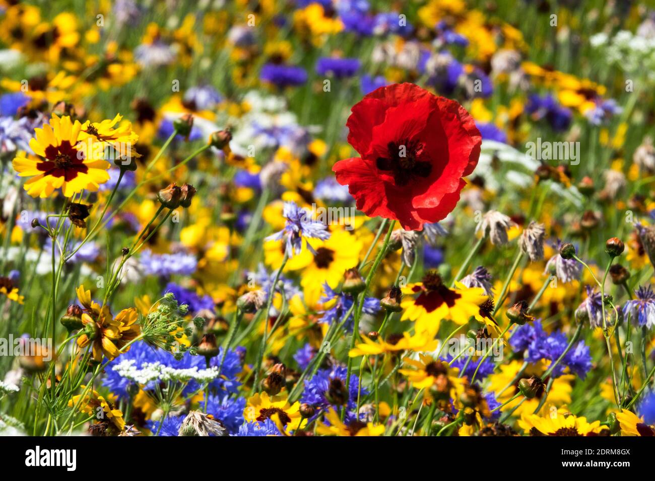 Pictorial flower meadow, Red poppy yellow blue flowers Stock Photo